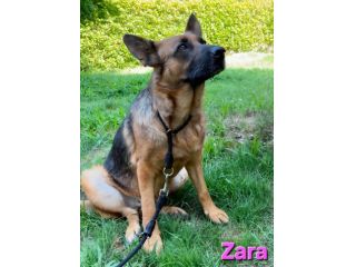 ZARA,splendida pastore tedesco abbandonata