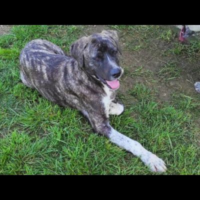 ZENO SOCIEVOLE E COCCOLONE CANE IN ADOZIONE