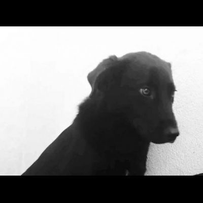 DONNA, ALTRA VITTIMA DI DEPORTAZIONE CAGNOLINA IN ADOZIONE - Foto 4