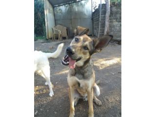AUGUSTO, tenero cucciolotto