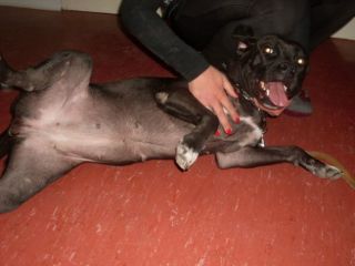 DORA, cucciolona mix corso pitbull