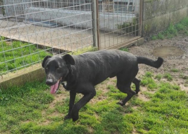 CANE DA ADOTTARE - Foto 4