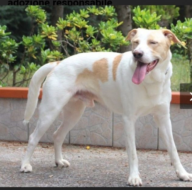 Tobia splendido cagnolone 6anni salito 1anno fa a PAVIA - Foto 8