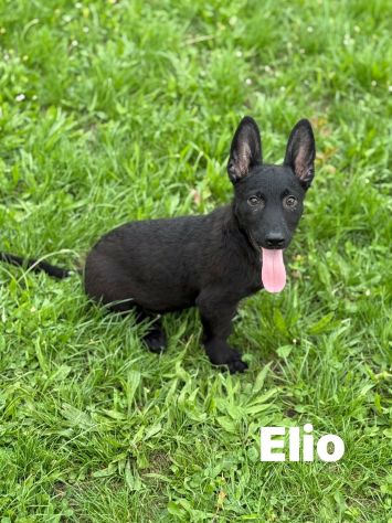 8 LUPACCHIOTTI cuccioli, super simpatici! - Foto 2