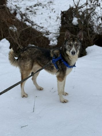 NORWAY, lupetta bella da togliere il fiato! - Foto 3