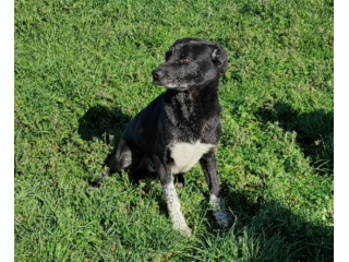 Cane in adozione. ZEUS: UNA VITA IN CANILE