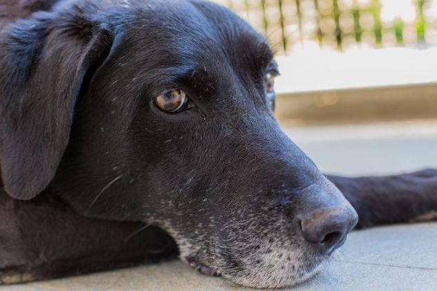 TOTO', la perla nera - Foto 2