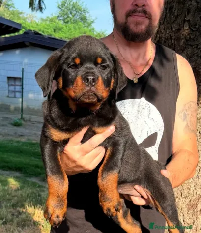 Cuccioli Rottweiler pedigree Enci pagamenti agevolati - Foto 3