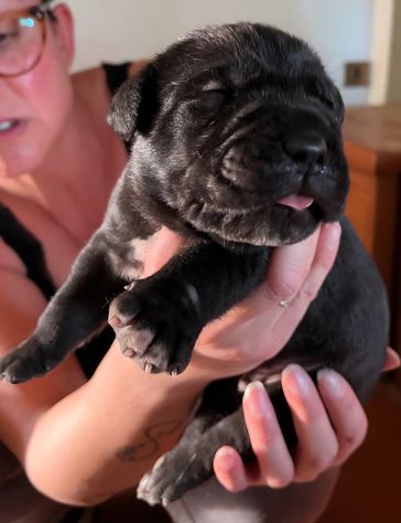 Cuccioli di cane corso