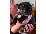 Cuccioli di cane corso