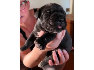 Cuccioli di cane corso