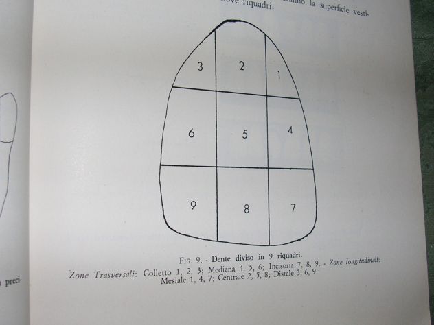 BIOMECCANICA MASTICATORIA - Foto 6