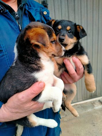 Cuccioli Jack Russell X Pinscher - Foto 4