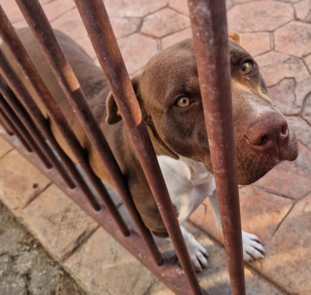 SASHA CUCCIOLA AMSTAFF 10 MESI CESSIONE DI PROPRIETA’ - Foto 3