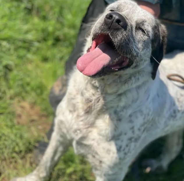 JAGO E ZENO ADORABILI TENERONI CANI IN ADOZIONE DI COPPIA tg MEDIA - Foto 7