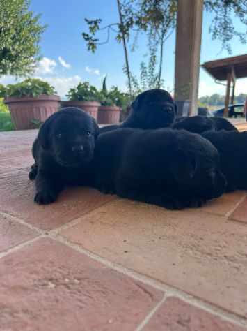 Cuccioli di Labrador Retriever con Pedigree - Foto 6