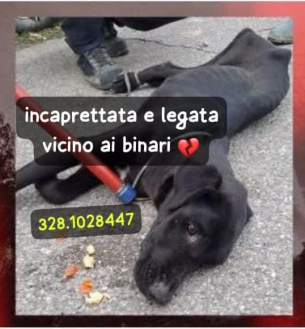 CAGNOLINA INCAPRETTATA E LEGATA VICINO AI BINARI DELLA FERROVIA - Foto 3