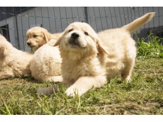 GOLDEN RETRIEVER CUCCIOLI