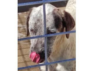 JAGO ADORABILE TENERONE: CANE IN ADOZIONE