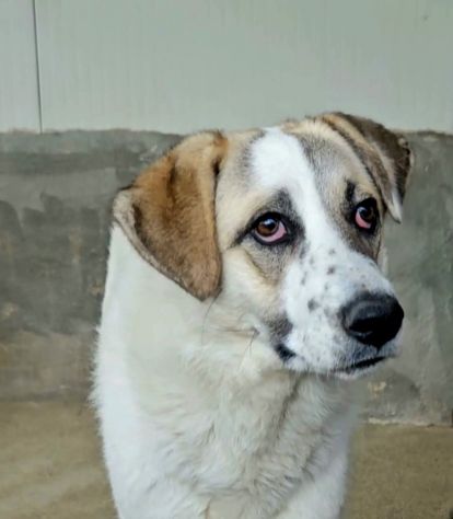 HANSIA, UN MIRACOLO DI LIBERTÀ CAGNOLINA IN ADOZIONE