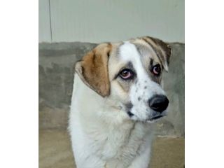 HANSIA, UN MIRACOLO DI  LIBERTÀ CAGNOLINA IN ADOZIONE