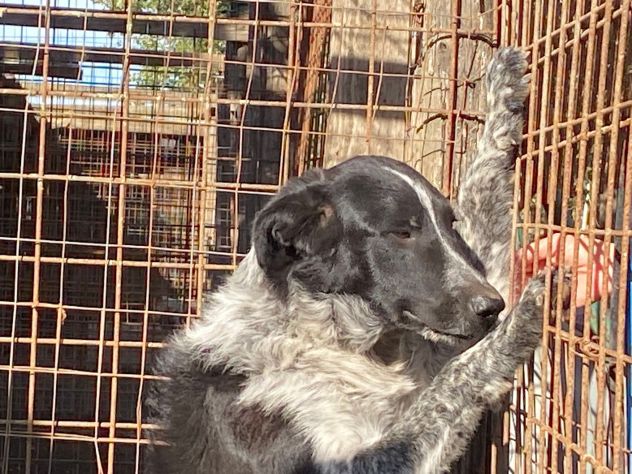 TOTÒ ADORABILE CERCA CASA, CANE IN ADOZIONE - Foto 7