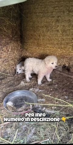 Zeus e Atena cuccioli in adozione - Foto 2