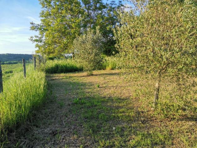 Terreno agricolo in vendita a Poggibonsi 3500 mq Rif: 1335508 - Foto 3