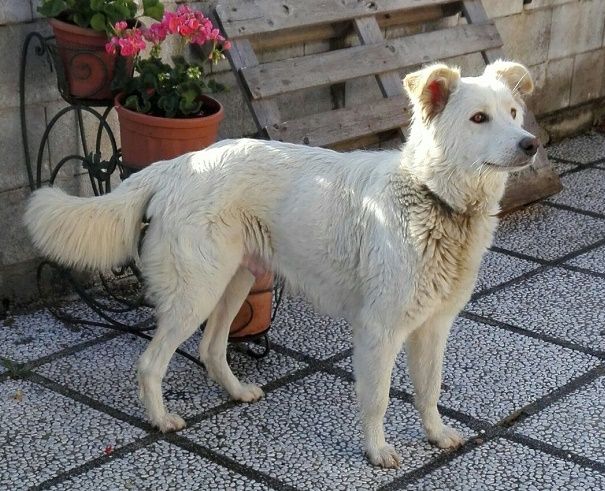 BIANCA, dolcissima cagnolina - Foto 2
