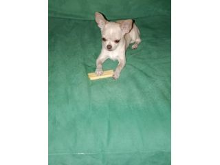 Chihuahua da monta