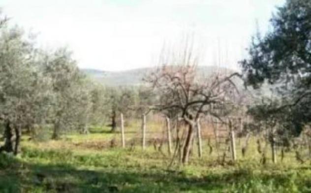 Immobile in asta di 7358 m² in vendita a Barile - Foto 5