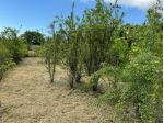 Terreno in vendita a Trecastagni