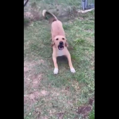 NIETZSCHE CUCCIOLO IN ADOZIONE Taglia medio contenuta 10 mesi - Foto 2