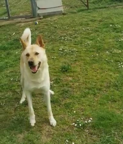 TAKESHI BELLO AFFETTUOSO CANE IN ADOZIONE - Foto 2