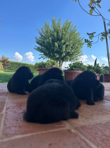 Cuccioli di Labrador Retriever con Pedigree - Foto 7