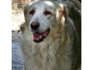 DANTE E ULISSE MIX PMA E GOLDEN CERCANO CASA, CANI IN ADOZIONE