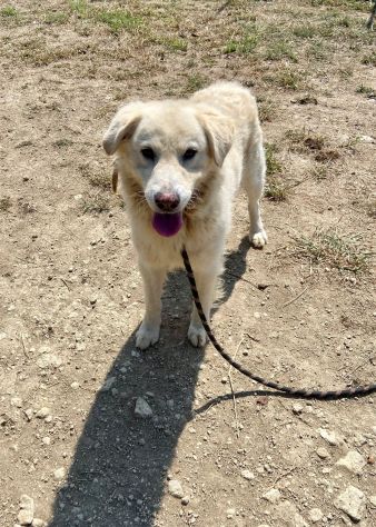 TERENCE UN CUORE DA SALVARE CANE IN ADOZIONE - Foto 5
