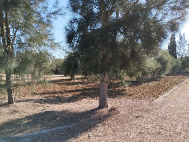 Terreno con 70 alberi d'ulivo - Foto 7