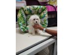 Cuccioli di maltipoo toy