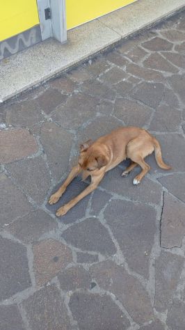 Totò taglia piccola 7 kg - Foto 2