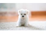 maltese