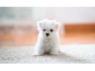 maltese