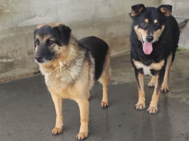 CANE IN ADOZIONE: CAFFE', taglia media. - Foto 5