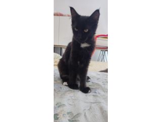 Norvegese nero