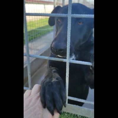 AARON UNO DEI TANTI DIMENTICATI, CANE IN ADOZIONE. - Foto 10