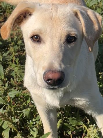 Frisky , un tenero cucciolo cresciuto in canile - Foto 5