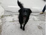 BLACKY, giovanissimo mix golden