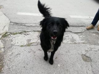 BLACKY, giovanissimo mix golden