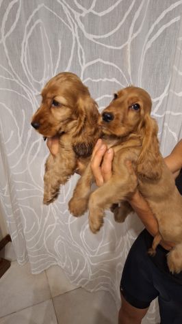 Cucciole & Cuccioli di Cocker Spaniel - Foto 7