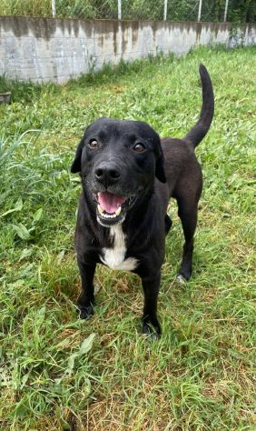 BORIS FANTASTICO ESEMPLARE DI CANE COZZA! DOLCISSIMO CAGNOLINO IN ADOZIONE - Foto 3